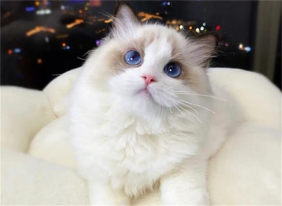 怎么看布偶猫纯不纯