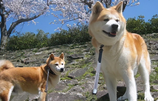 秋田犬多久能听话？你了解多少呢？