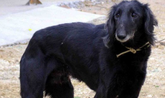 细犬得了细小怎么办？治疗方法告诉你