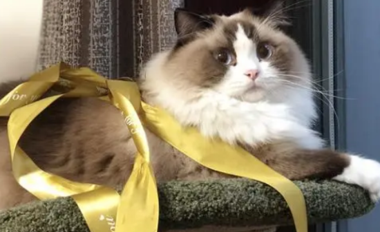 布偶猫多少钱