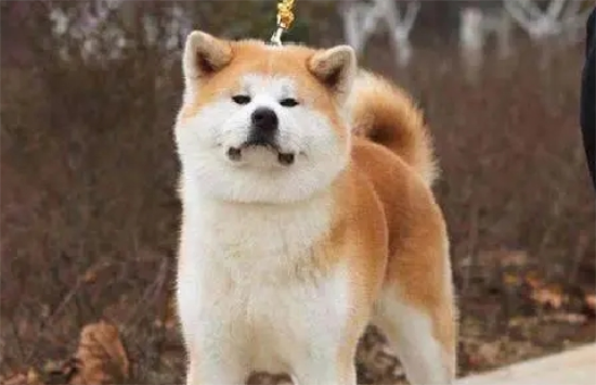 秋田犬的几个选购技巧