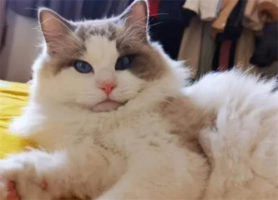 布偶猫独自在家会孤独吗