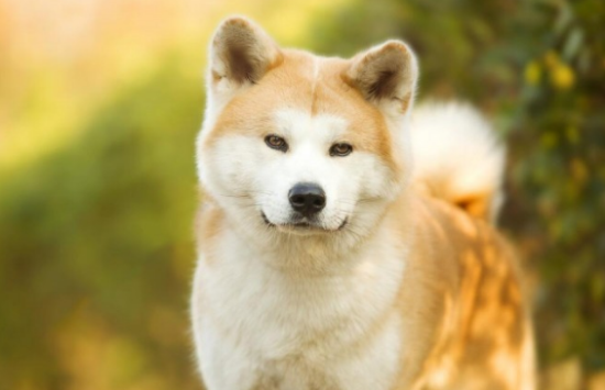 秋田犬在中国遭禁养的缘故，看了你也就明白了
