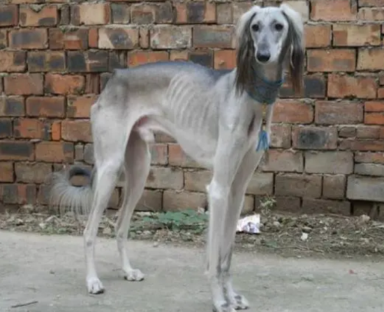细犬吃什么毛发色泽好？来看看这美容“小秘诀”
