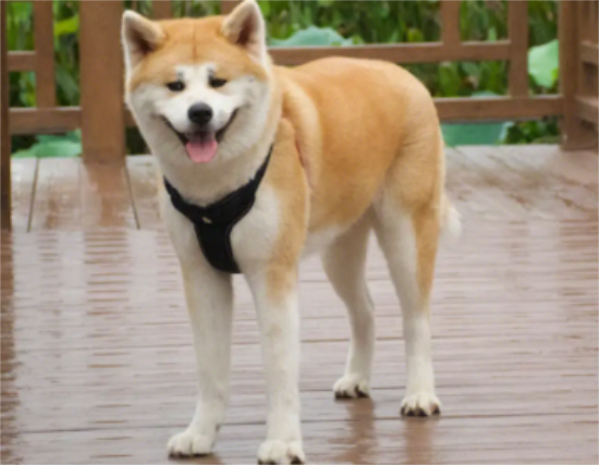 秋田犬绝育的好处，这里有答案