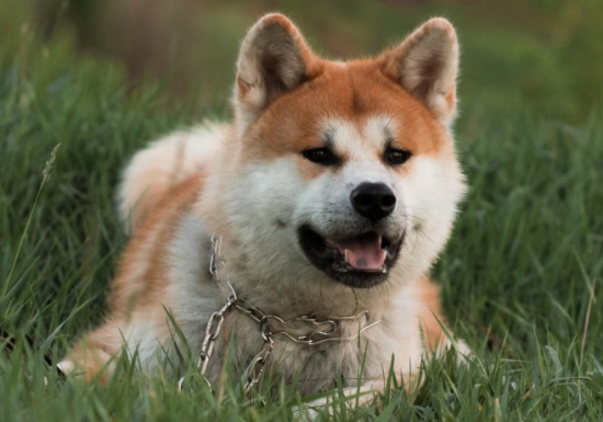 秋田犬呕吐黄粘稠液体怎么回事？宠主来get下吧