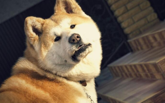 秋田犬一天吃几顿