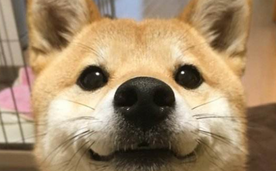 科普文，讲述秋田犬起源