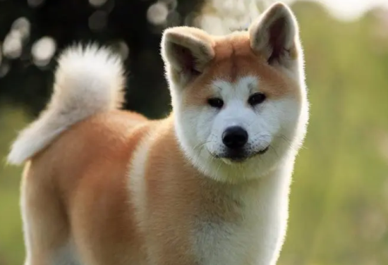 秋田犬多久能听话？你了解多少呢？