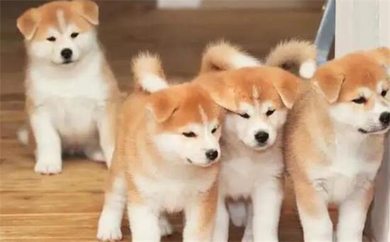 训练秋田犬大便，原来如此简单