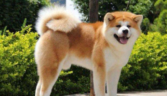 秋田犬的饲养要点有哪些