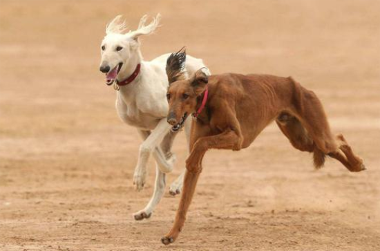 细犬怎么养？方法很重要