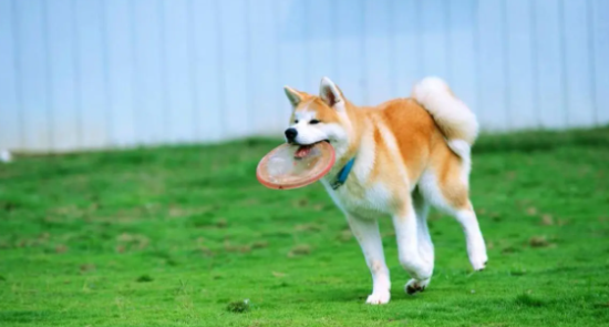 秋田犬爱打架怎么办？一文教会你！
