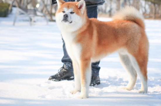 秋田犬怕冷么？不知道的来看看