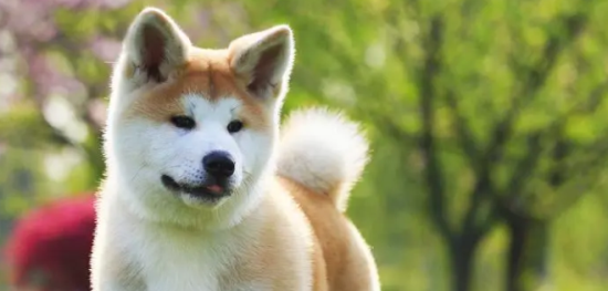 秋田犬常见的疾病有哪些？看了这些就知道
