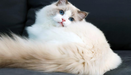 布偶猫的祖先是什么猫