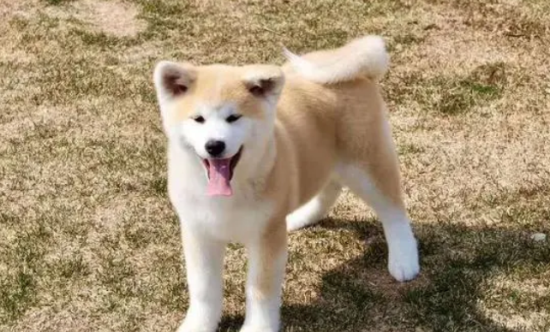 秋田犬幼犬怎样看品相？挑选需知~