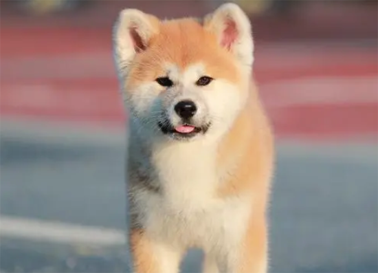 秋田犬吃什么好？你不得不看！