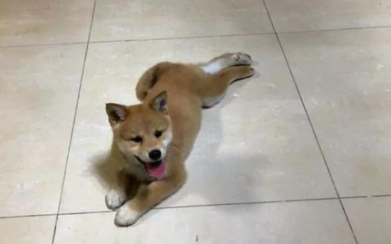 为什么我家秋田犬怎样吃都长长不胖这三个原因？跟你说秋田犬为什么长长不胖