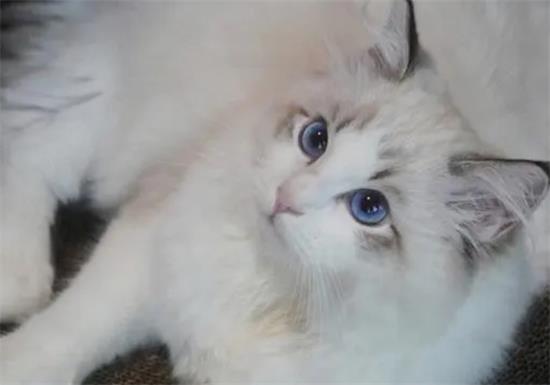 布偶猫多大才不掉毛