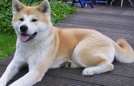 秋田犬发情不吃饭怎么办? 试试这个办法