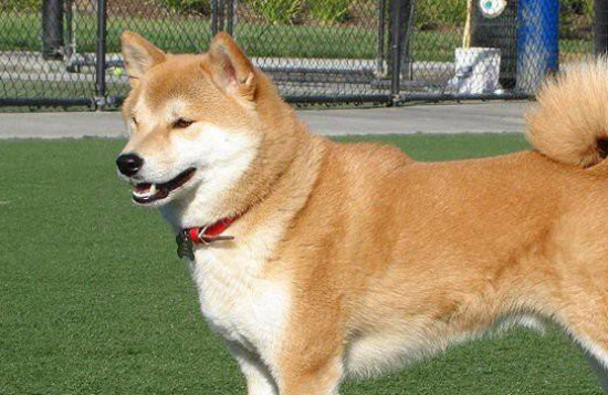 养秋田犬需要准备什么？建议收藏