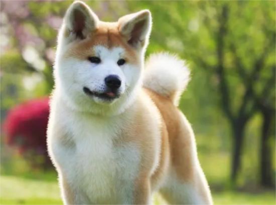 秋田犬绝育的好处，这里有答案