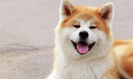 秋田犬的青光眼和皮肤病该怎么办？宠主可以了解一下！