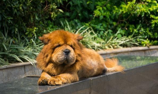 养松狮犬的十大好处