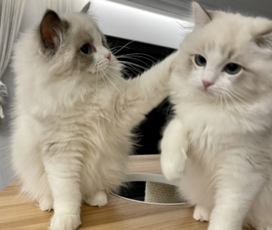 布偶猫吃什么猫粮比较好