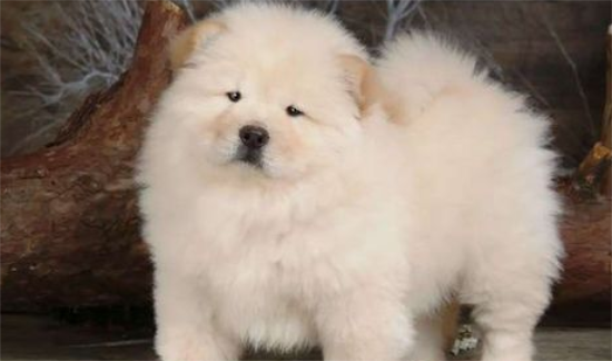 松狮犬犬瘟热后期？主要症状眼鼻有分泌物。