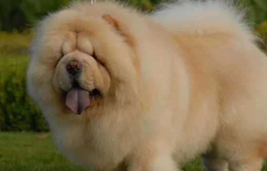 狗狗健康知多少？松狮犬常见的眼部疾病有哪些？