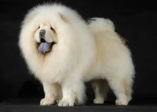 老年松狮犬临终前征兆