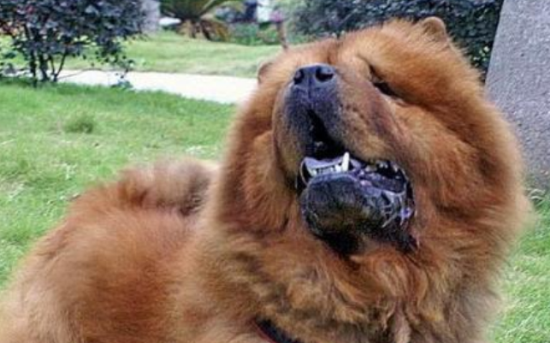 中国可以养松狮犬吗