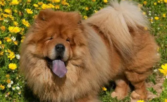 松狮犬适合家养吗