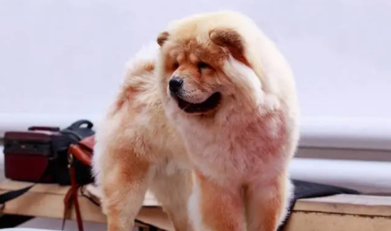 松狮犬能长多大