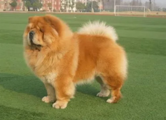 松狮犬为什么禁养