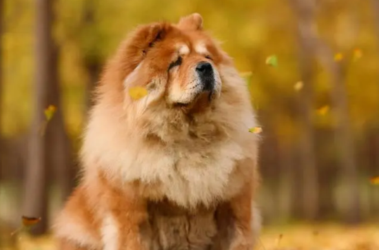 什么颜色的松狮犬最贵