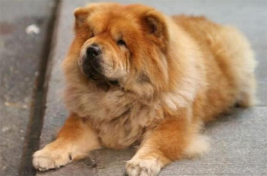 松狮犬怎么养的胖？不知道的快看