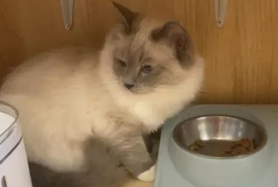 布偶猫吃什么可以发腮
