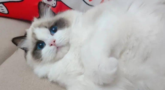 布偶猫认主的表现有哪些方面