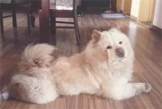 怎样选择一只出色的松狮犬回家？
