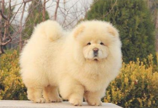 松狮感冒怎么办？吃什么中药好的快？