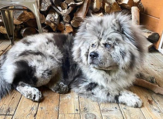 养松狮犬的十大好处