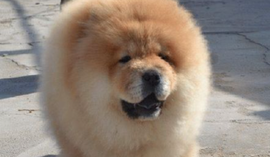 松狮犬喂养，最关键的是一周要断粮一天！