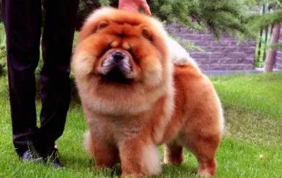 松狮犬适合家养吗？是一种非常挑剔的宠物犬！