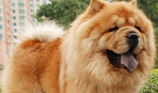 如何喂养松狮犬？掌握一个原则不要喂得太饱！