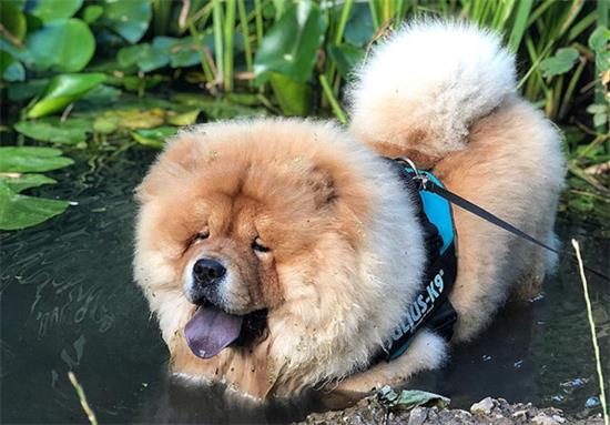 松狮犬的饲养要点有哪些