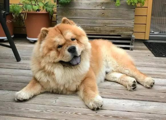 松狮犬的身长体重标准