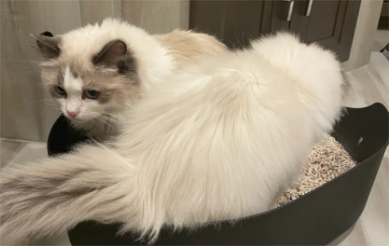 布偶猫拉稀了怎么办精神很好呢